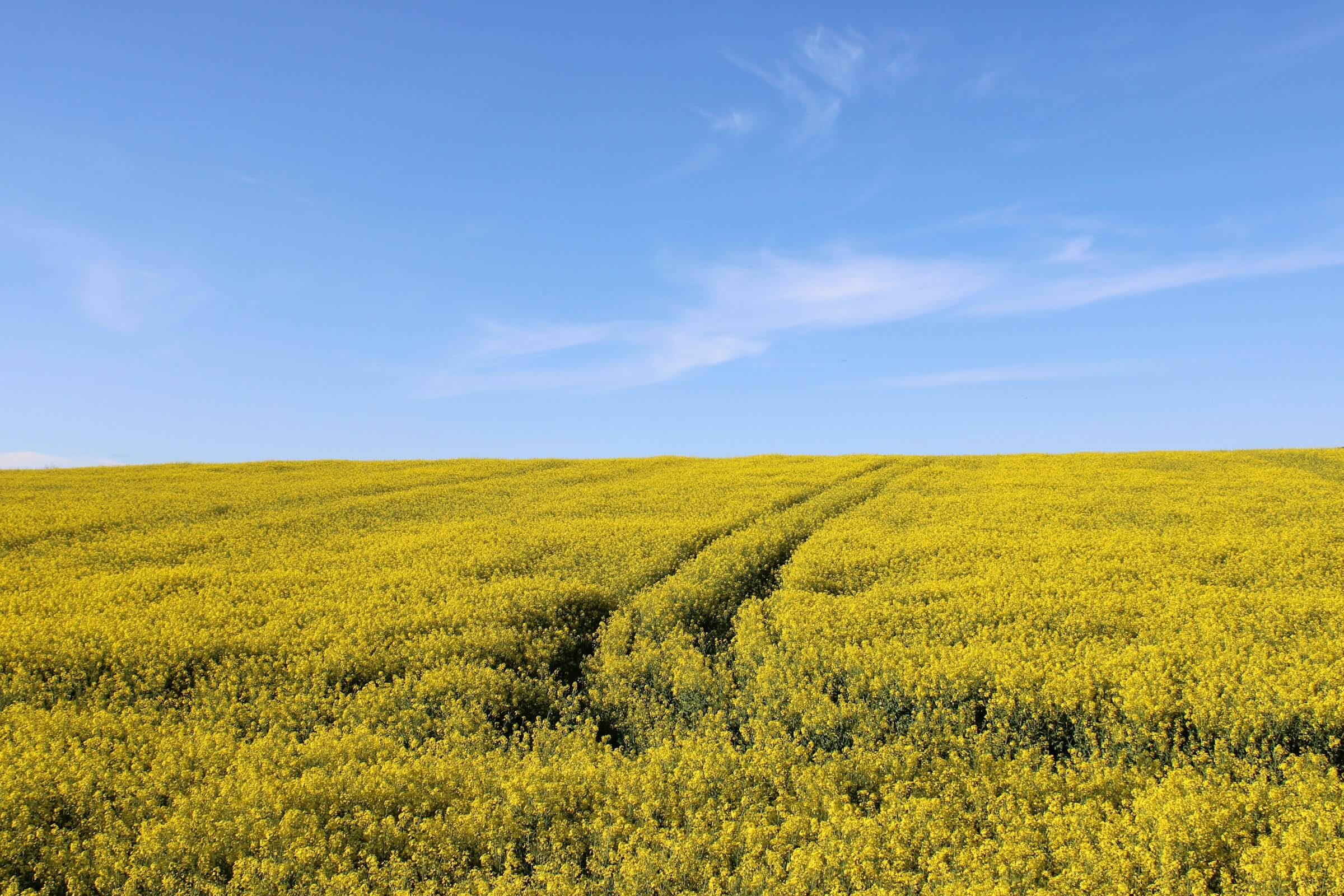 Blommande rapsfält och blå himmel